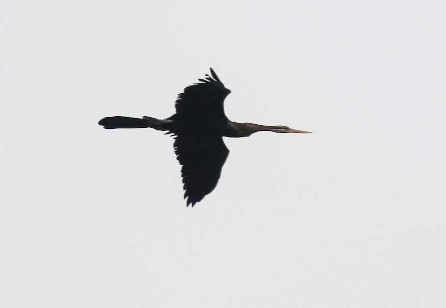 Anhinga asiarra - ML642811307