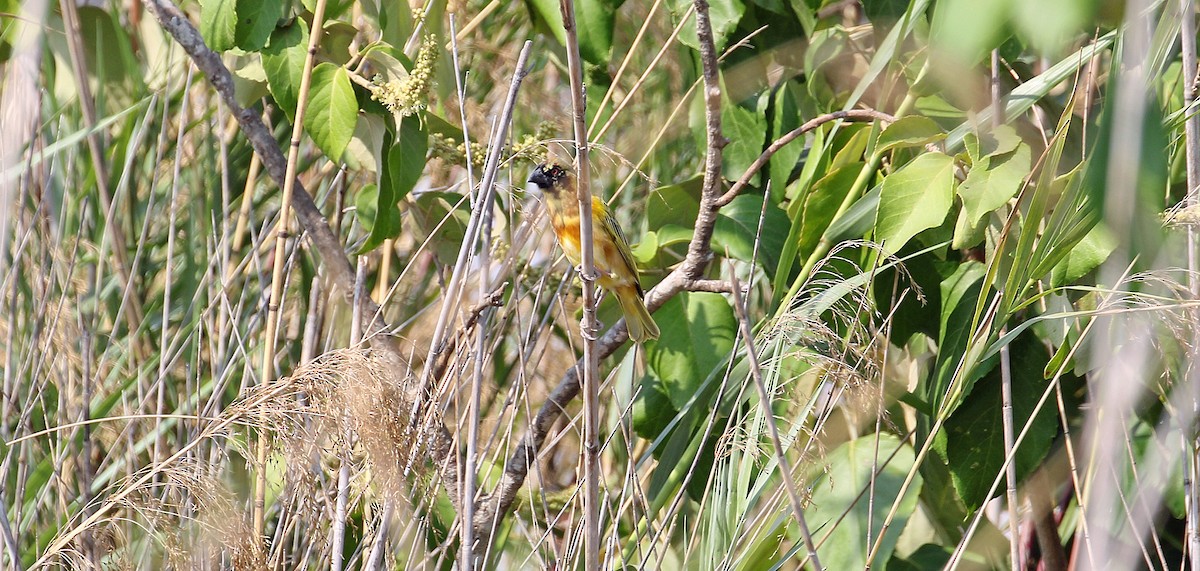 Tanganyika Masked-Weaver - ML642811328