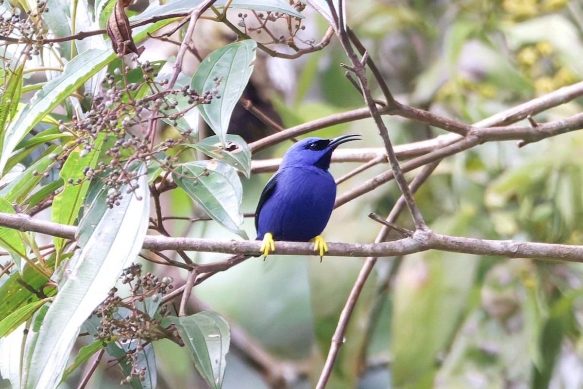 Purple Honeycreeper - ML642811334