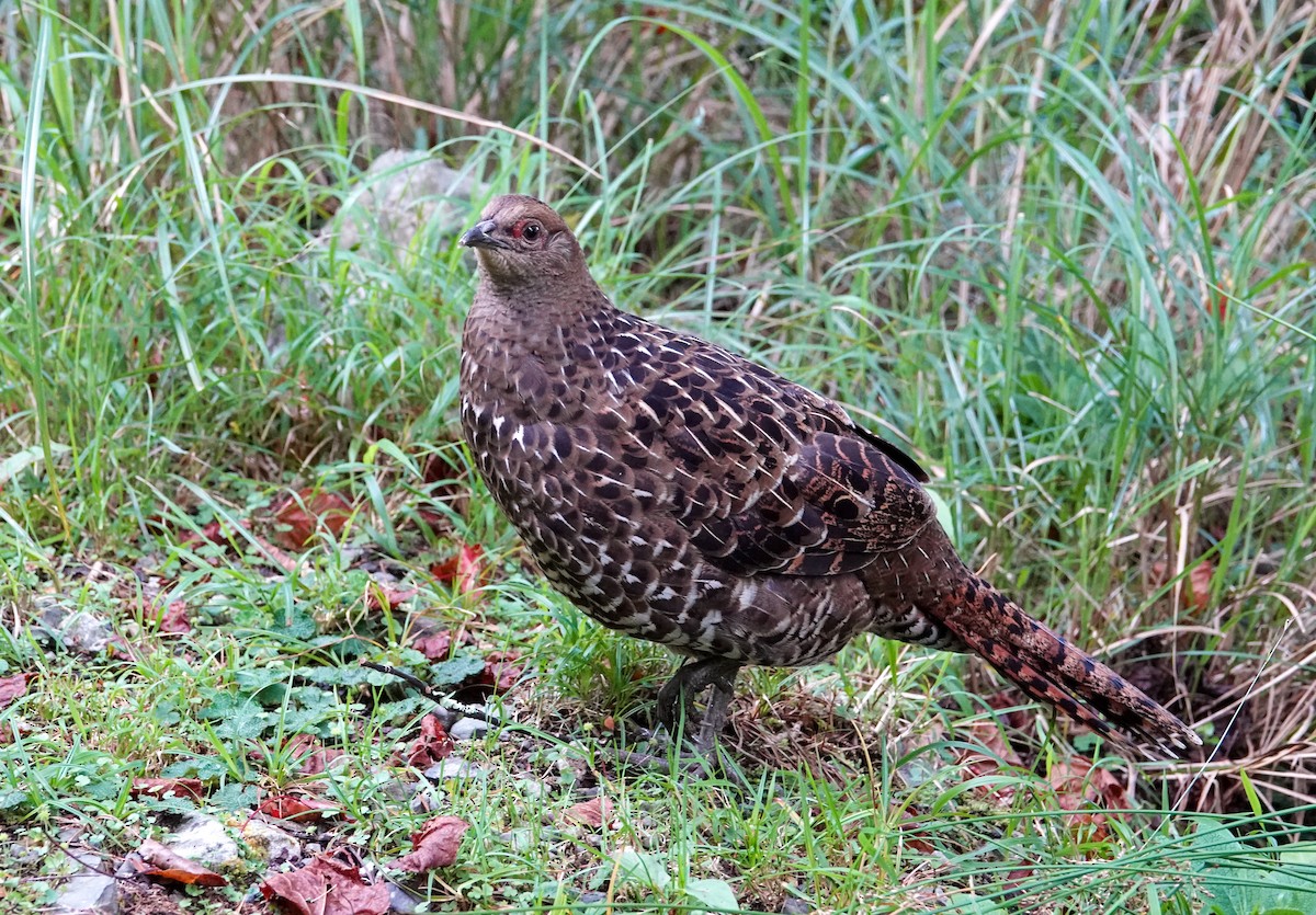 Mikado Pheasant - ML642811337