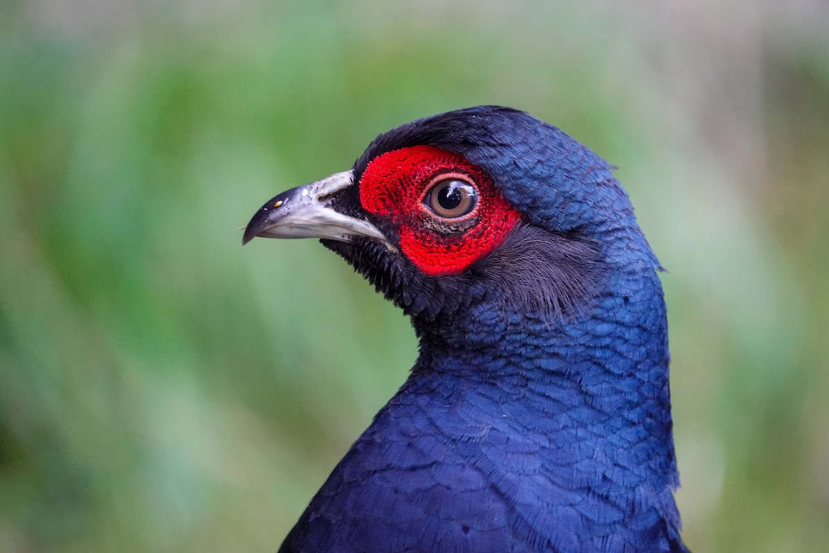 Mikado Pheasant - ML642811338