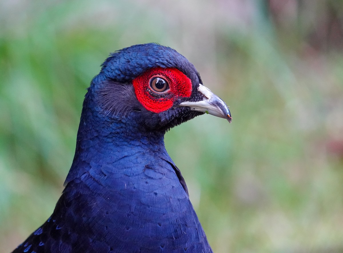 Mikado Pheasant - ML642811339