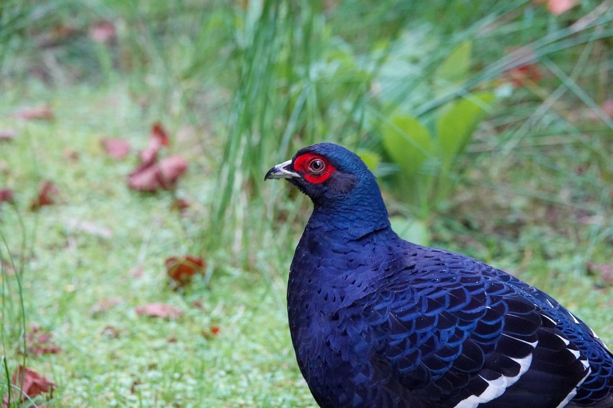 Mikado Pheasant - ML642811340
