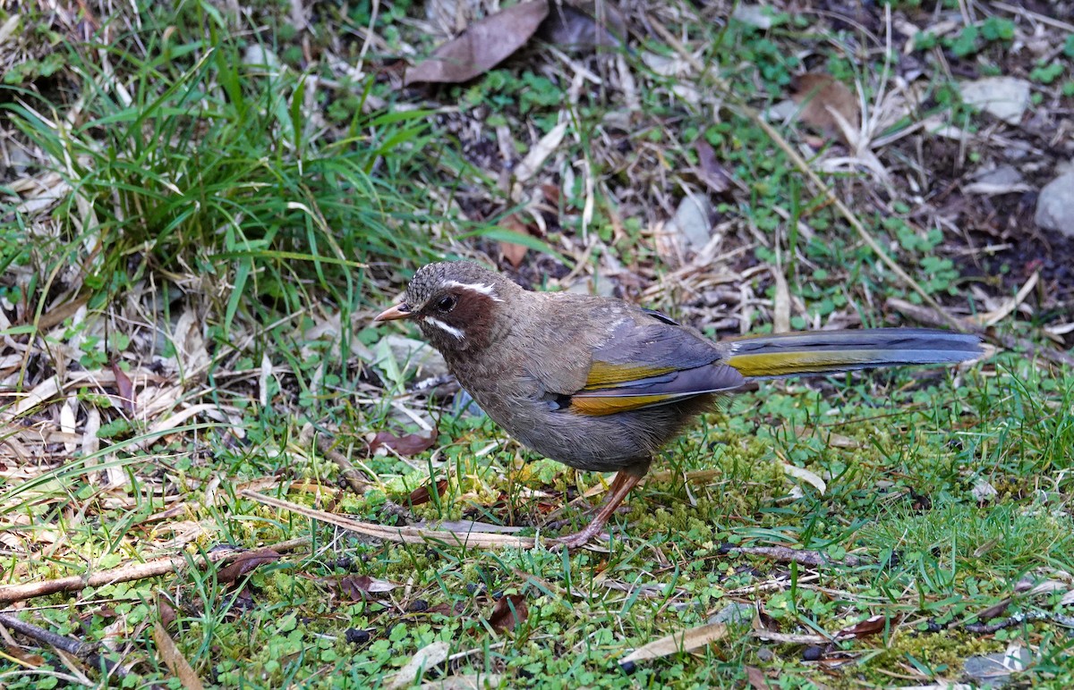 Garrulaxe du Morrison - ML642811354