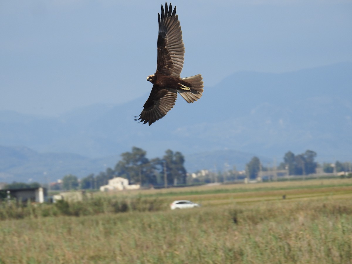 Falco di palude - ML642811356