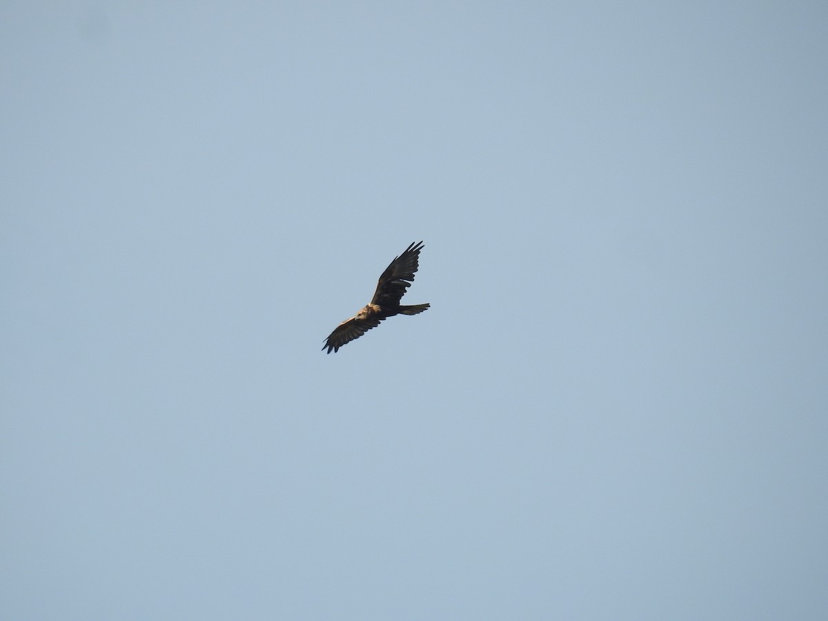 Falco di palude - ML642811358