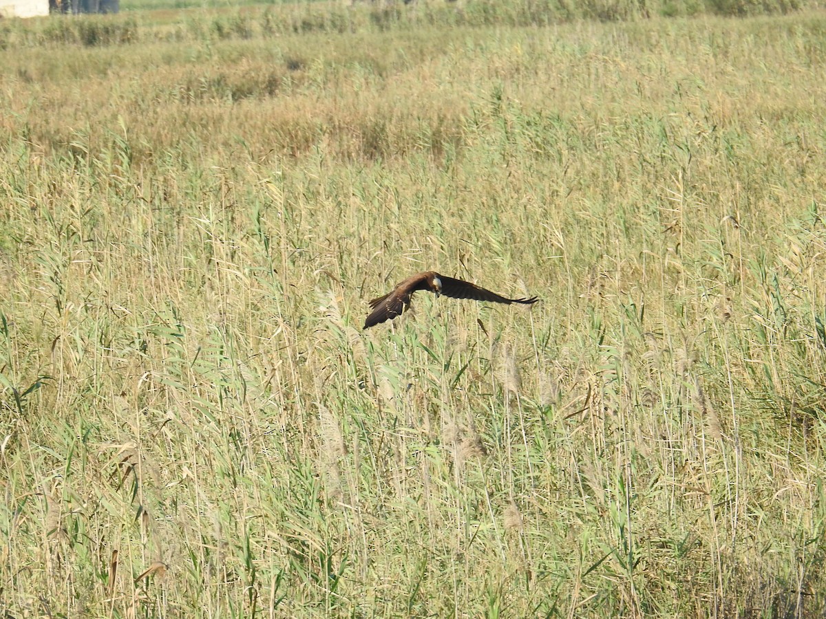Falco di palude - ML642811359