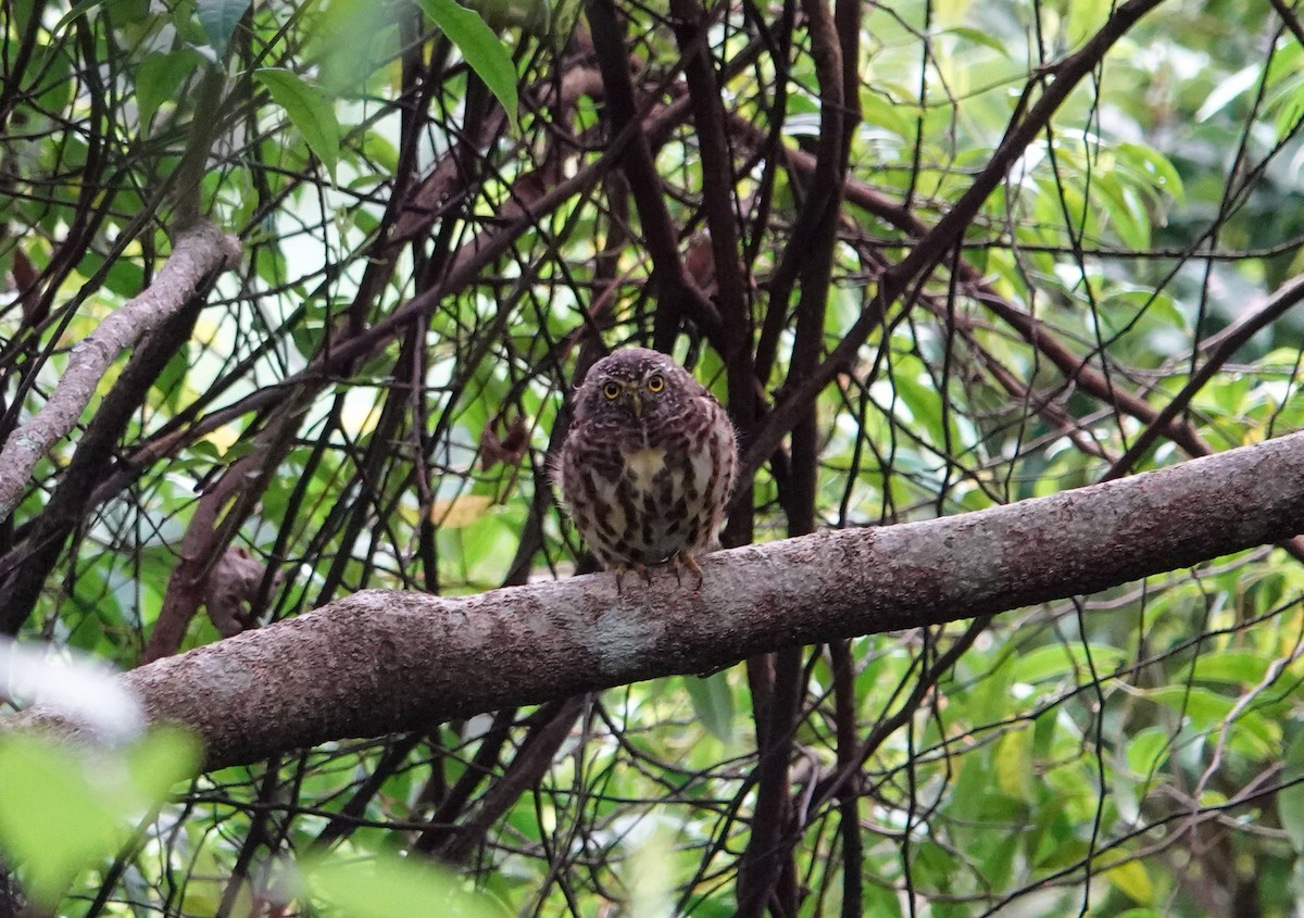 Collared Owlet - ML642811363