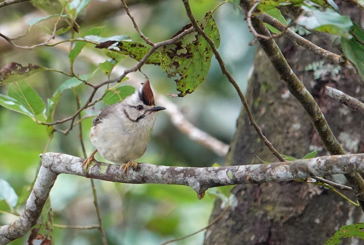 Taiwan Yuhina - ML642811364