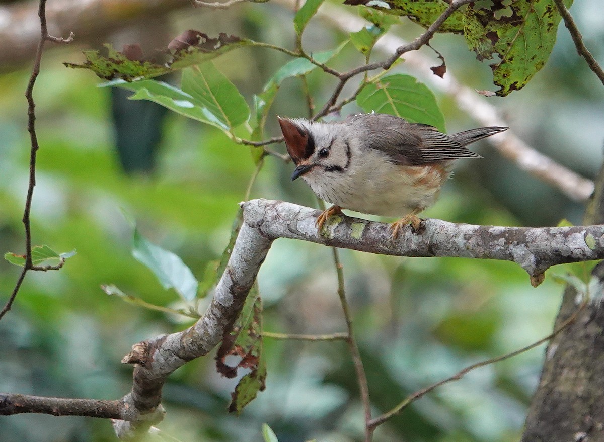 Taiwan Yuhina - ML642811365