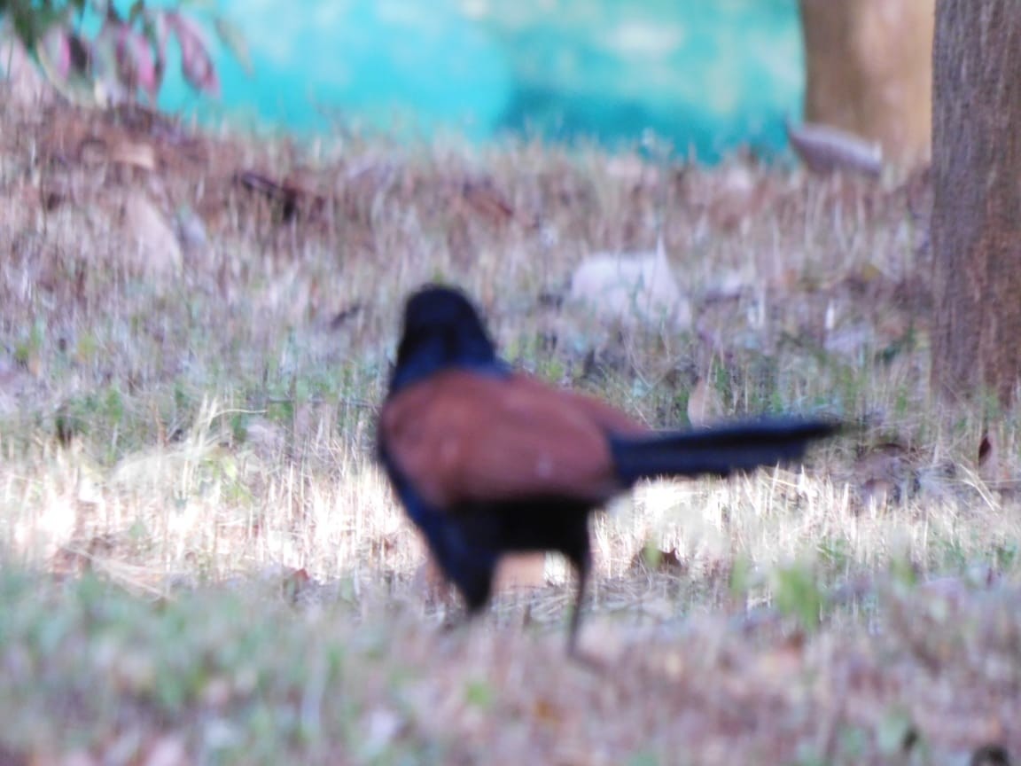 Greater Coucal - ML642811373