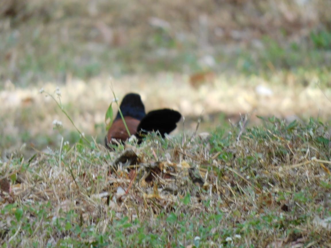 Greater Coucal - ML642811374
