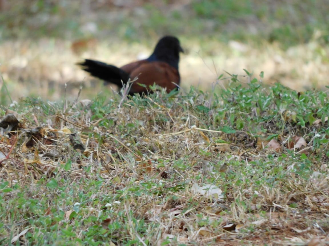 Greater Coucal - ML642811375