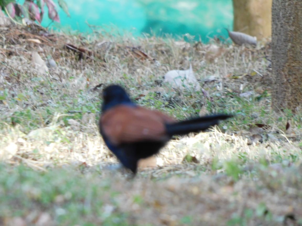 Greater Coucal - ML642811376