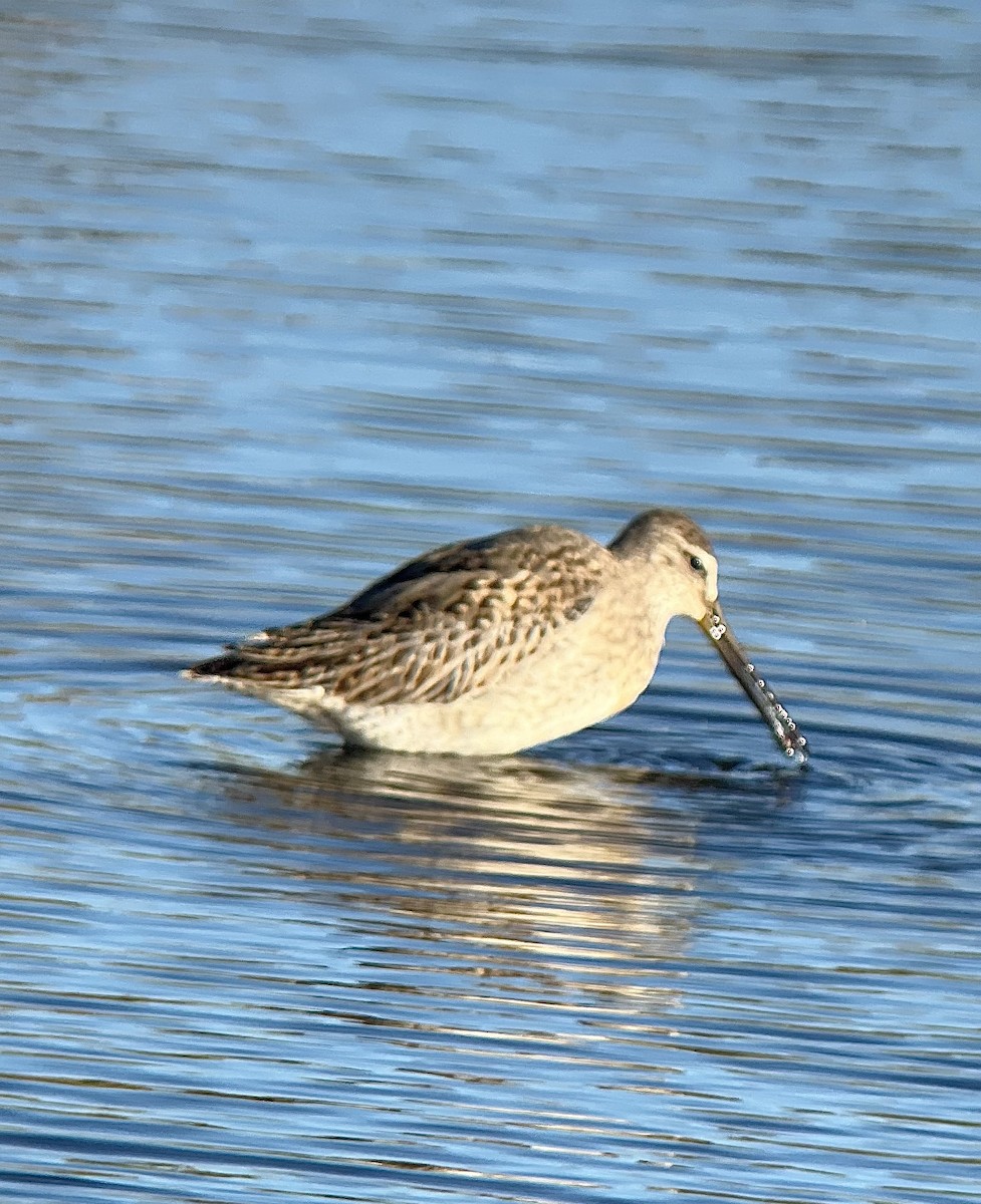 Short-billed Dowitcher - ML642811377