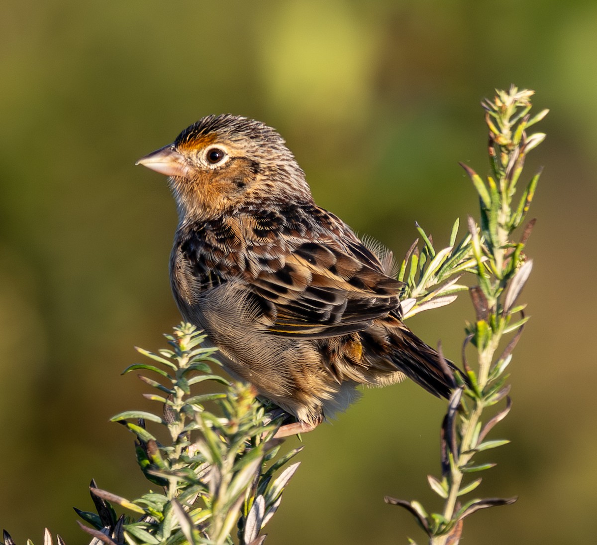 Grasshopper Sparrow - ML642811380