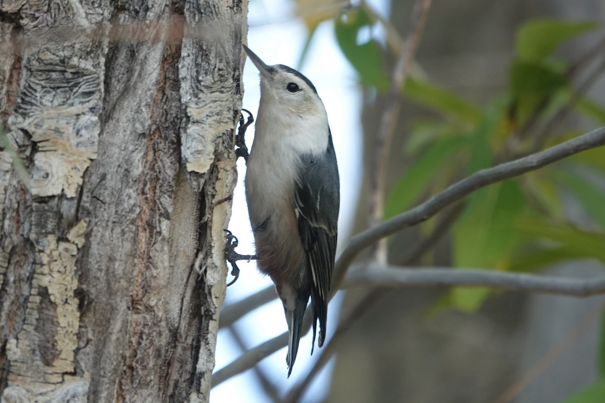 Trepador Pechiblanco (grupo lagunae) - ML642811385