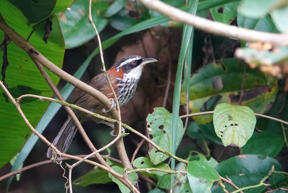 Taiwan Scimitar-Babbler - ML642811408