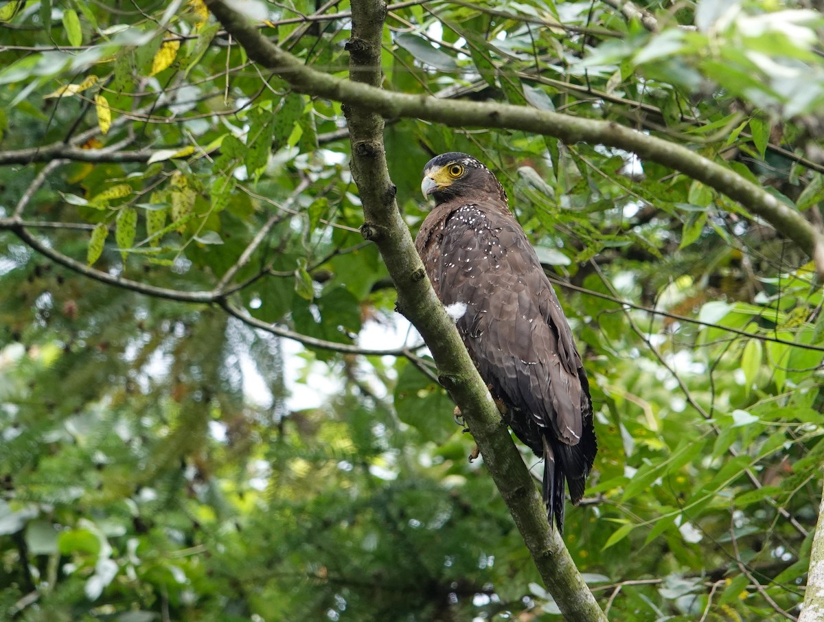 Crested Serpent-Eagle (Crested) - ML642811417