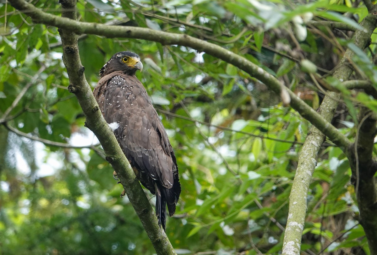 Crested Serpent-Eagle (Crested) - ML642811418