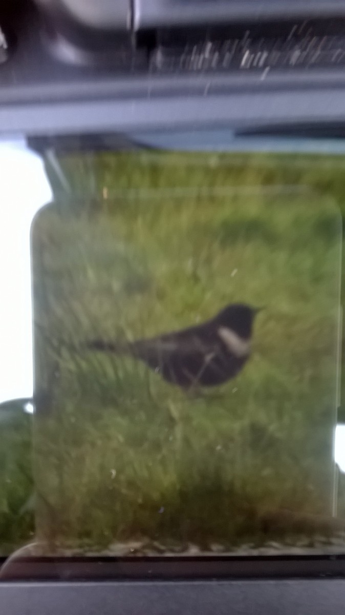Ring Ouzel - ML642811491
