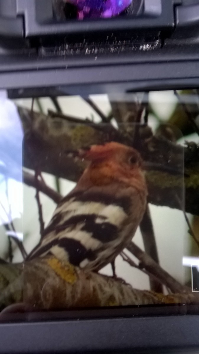 Eurasian Hoopoe - ML642811500