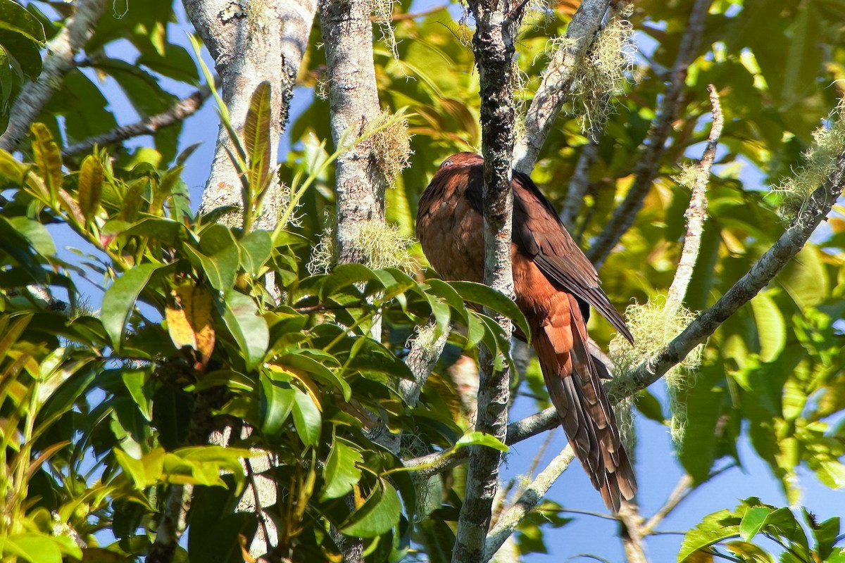 Brown Cuckoo-Dove - ML642811508