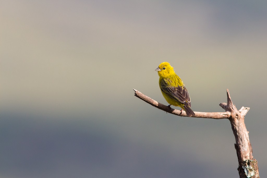 Stripe-tailed Yellow-Finch - ML642811510