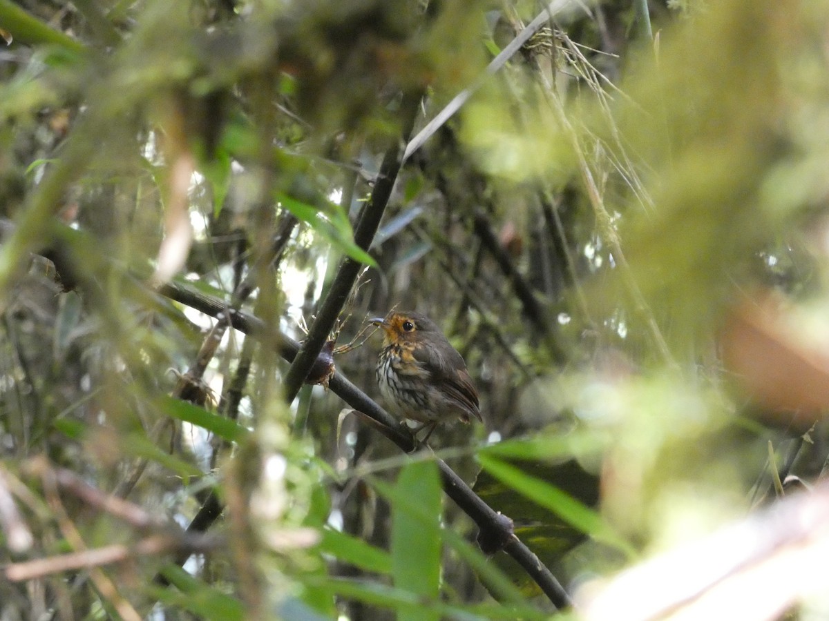Ochre-breasted Antpitta - ML642811523