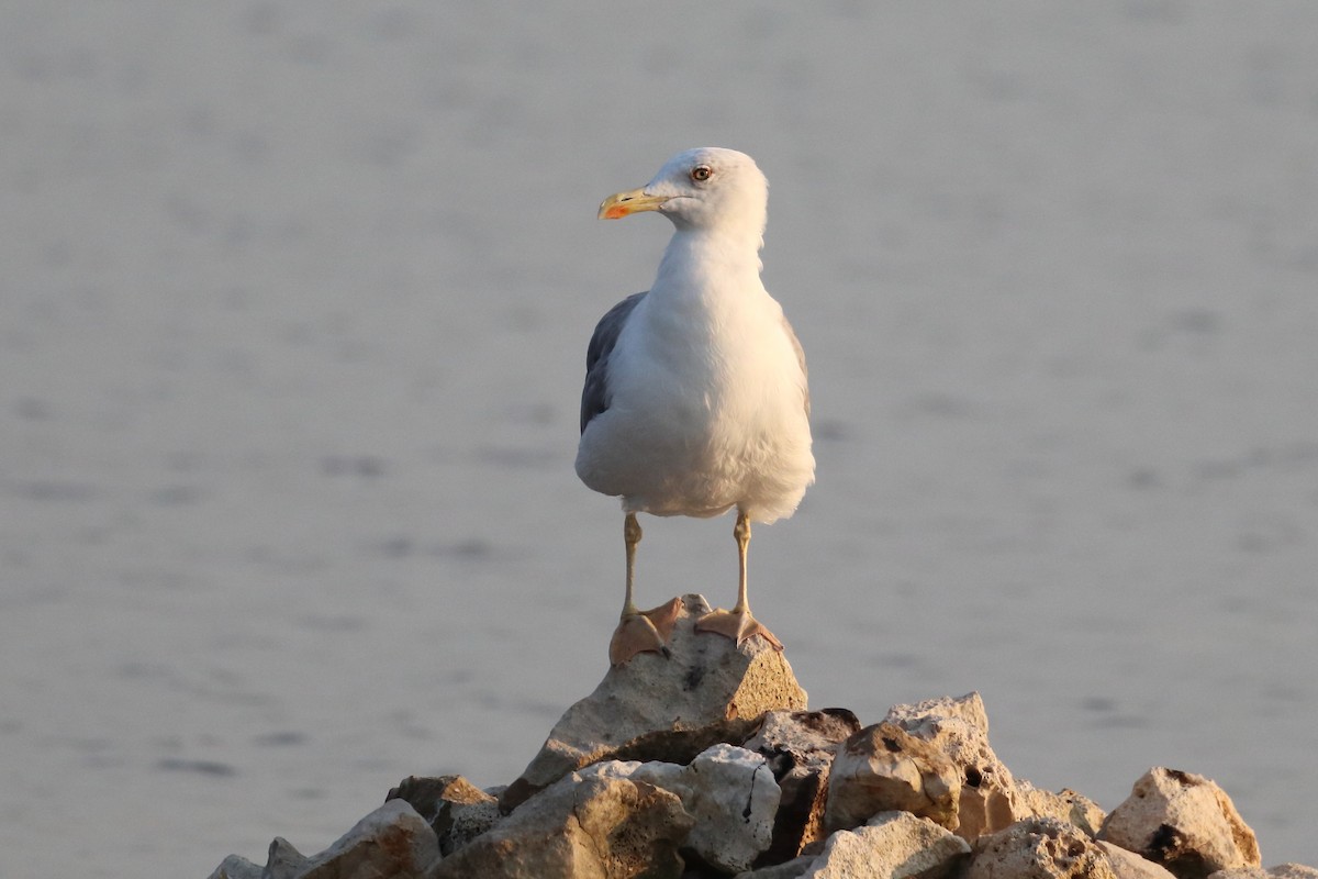 Yellow-legged Gull - ML642811528