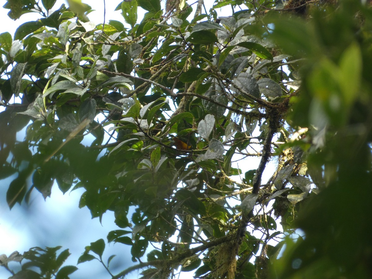 Chestnut-breasted Chlorophonia - ML642811537