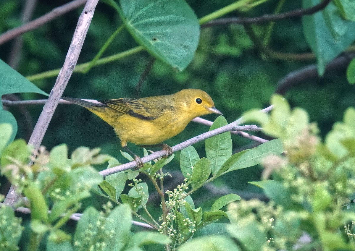 Yellow Warbler - ML642811551