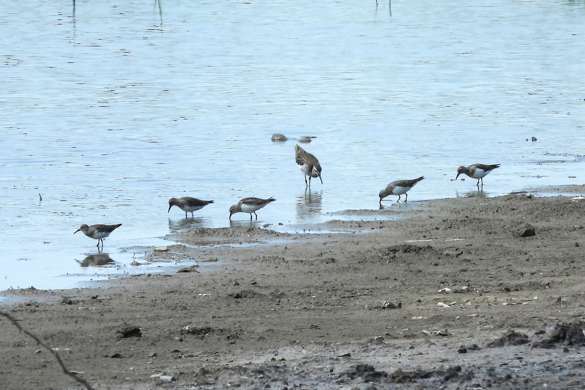 temmincksnipe - ML642811552