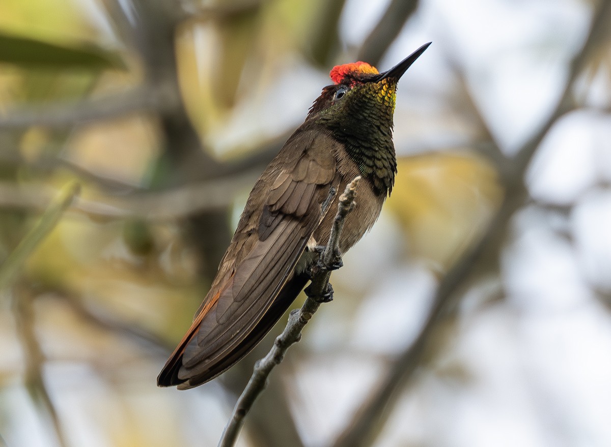 Colibri rubis-topaze - ML642811555