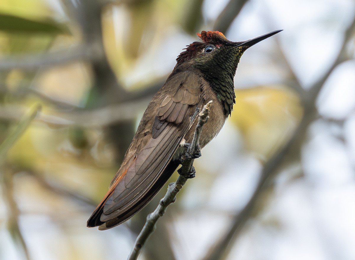 Colibri rubis-topaze - ML642811557