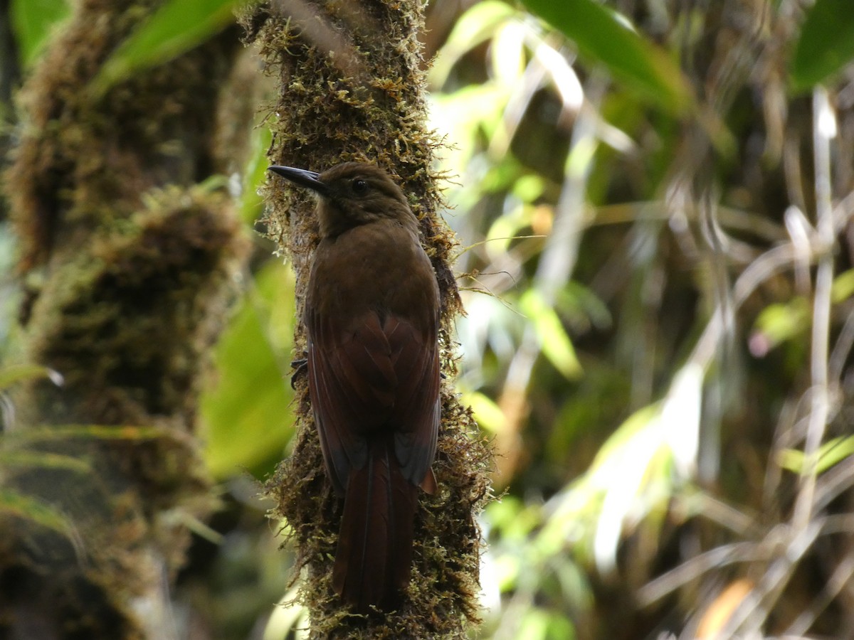 Tyrannine Woodcreeper - ML642811579