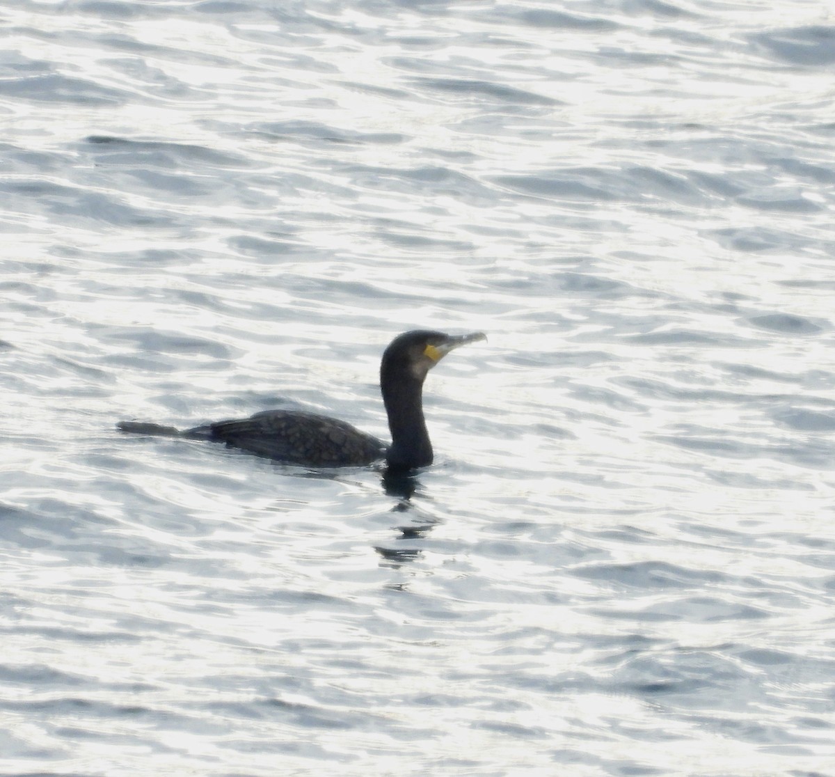 Great Cormorant - ML642811608