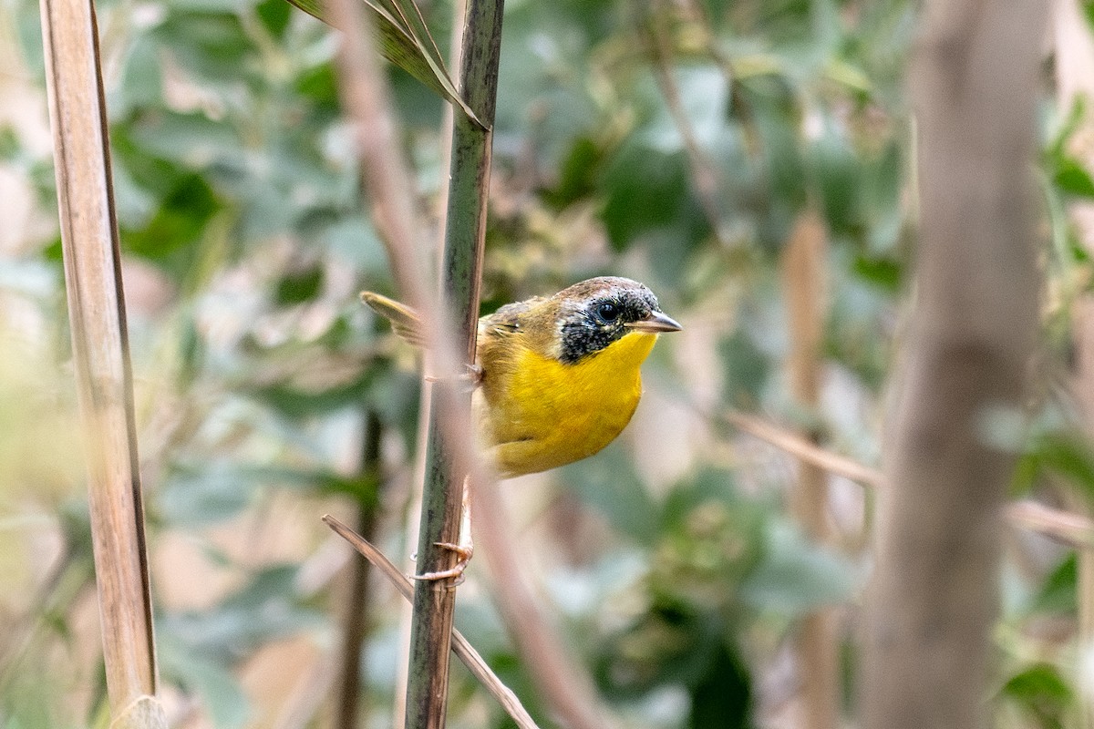 Common Yellowthroat - ML642811614