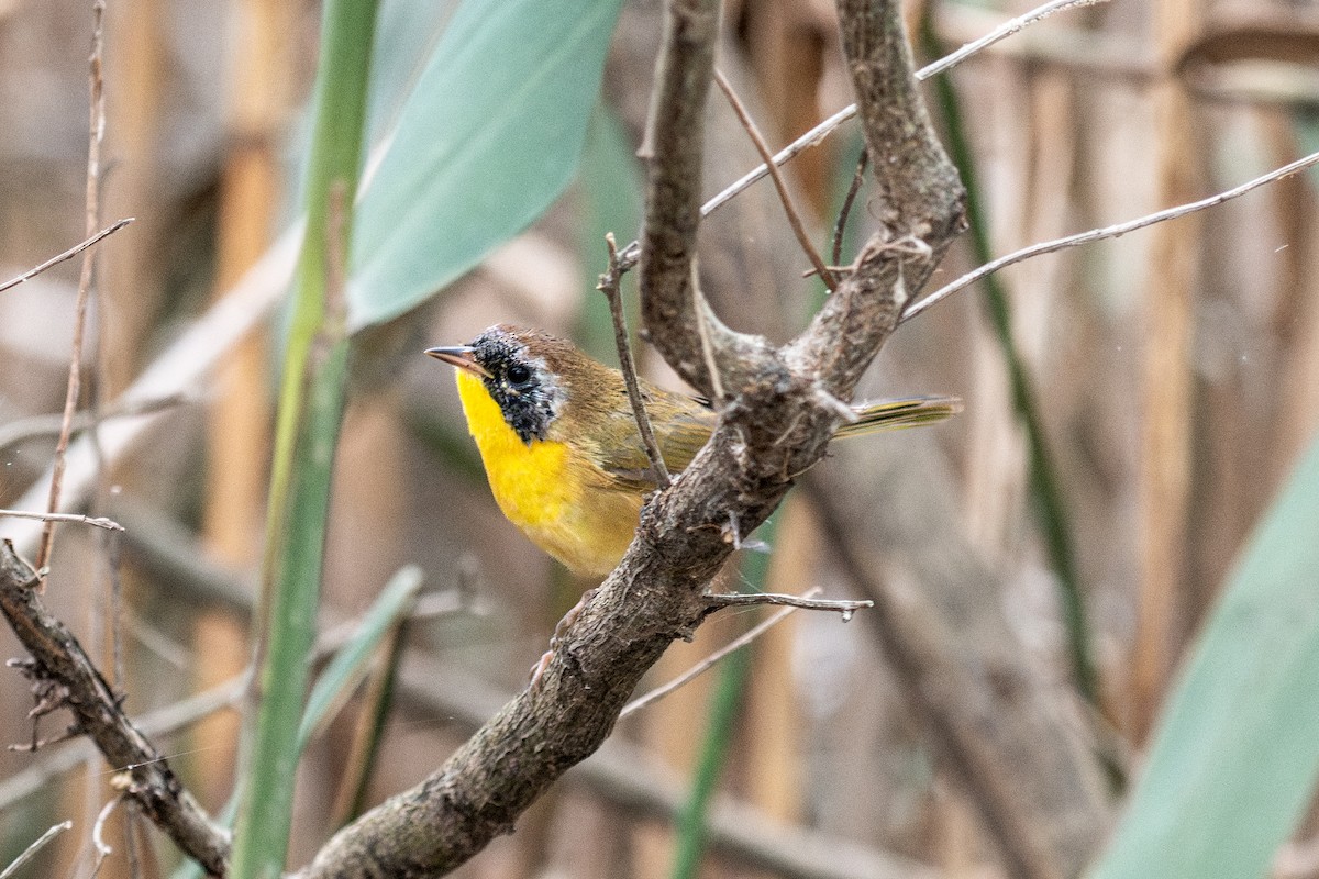 Common Yellowthroat - ML642811616