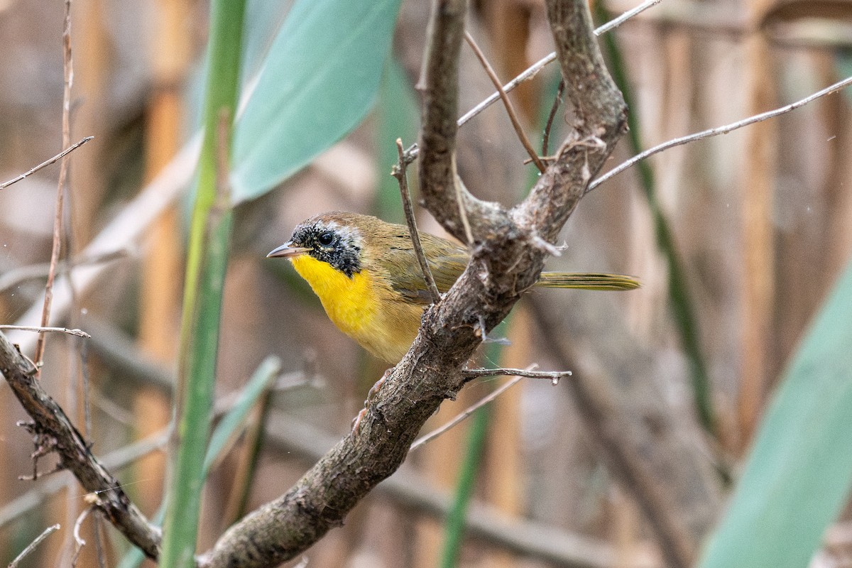 Common Yellowthroat - ML642811617