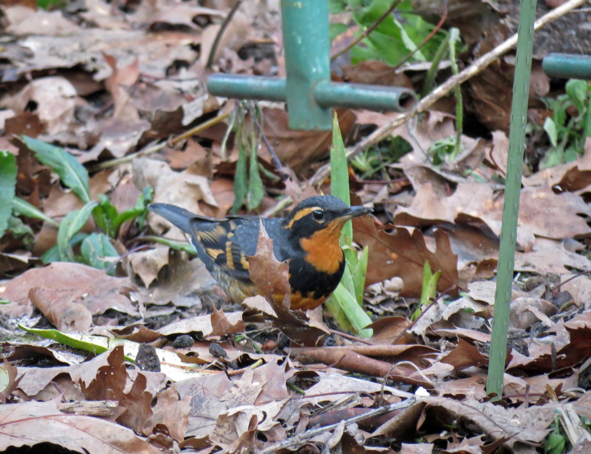 Varied Thrush - ML642811620