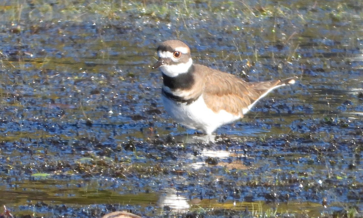 Killdeer - ML642811638