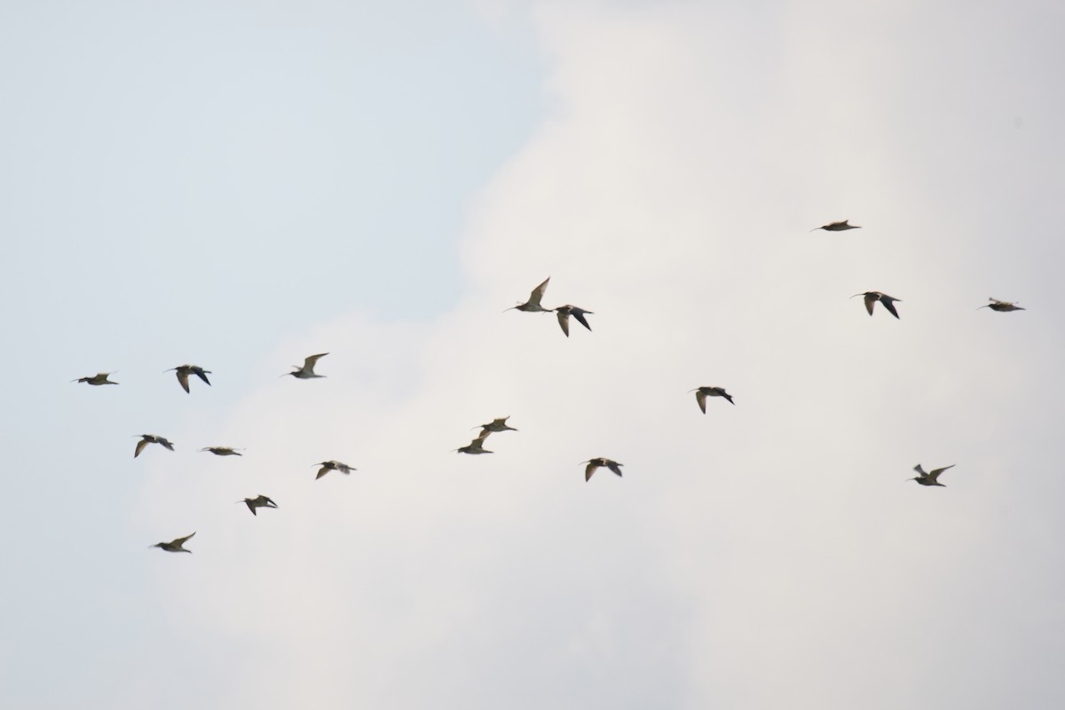 Eurasian Curlew - ML642811643