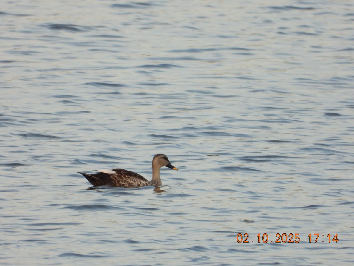 Indian Spot-billed Duck - ML642811644