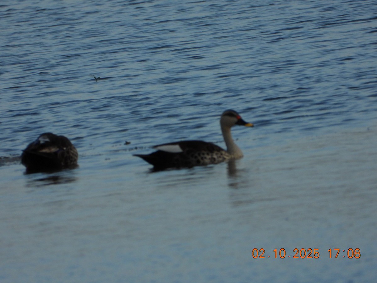Indian Spot-billed Duck - ML642811645