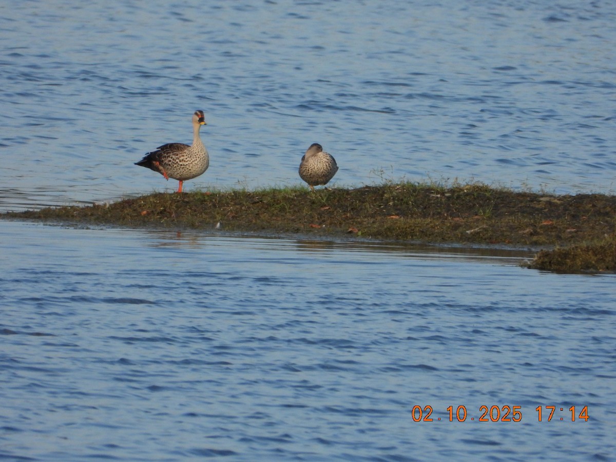 Indian Spot-billed Duck - ML642811646