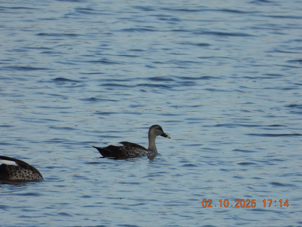 Indian Spot-billed Duck - ML642811647