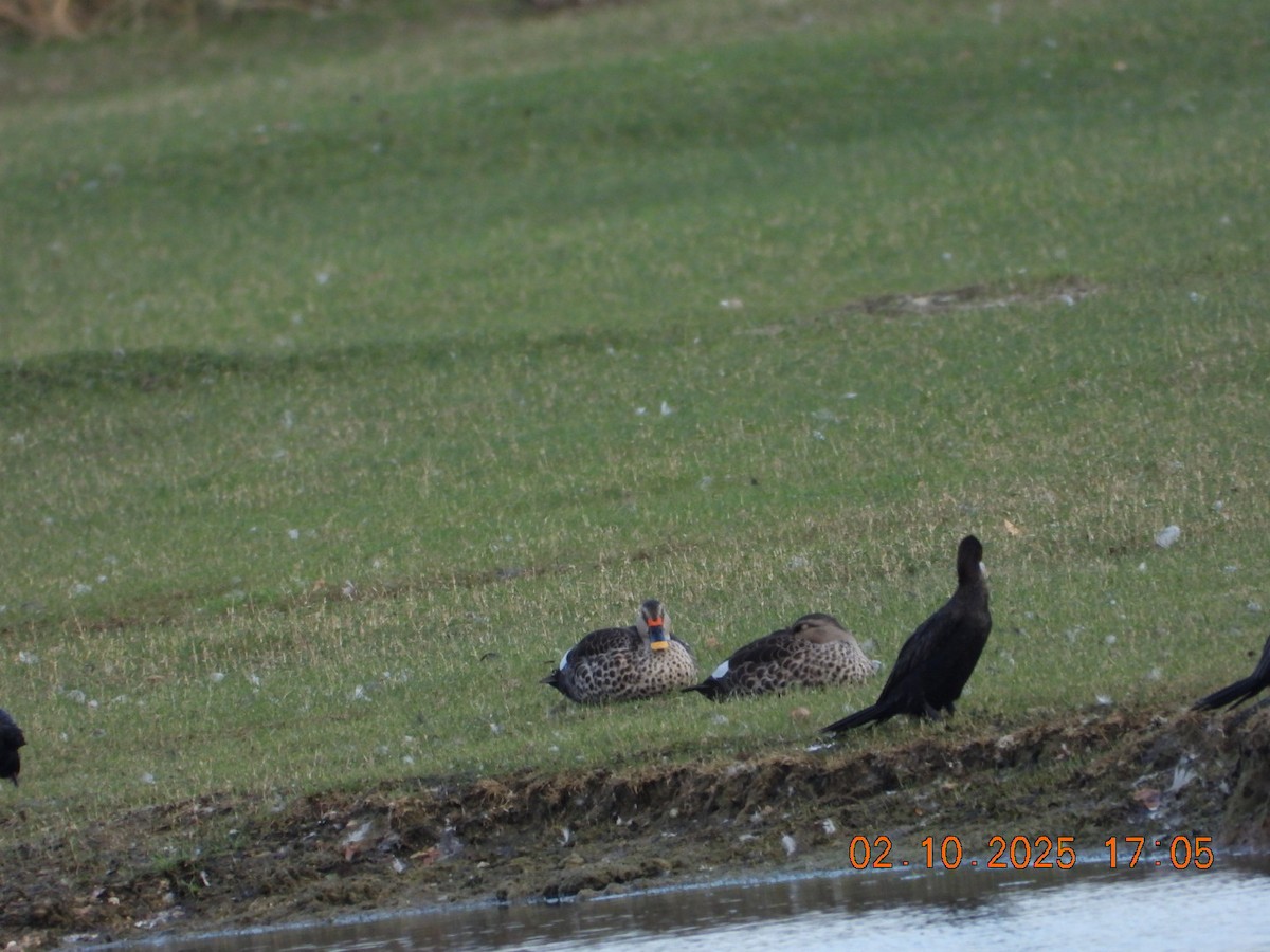 Indian Spot-billed Duck - ML642811648