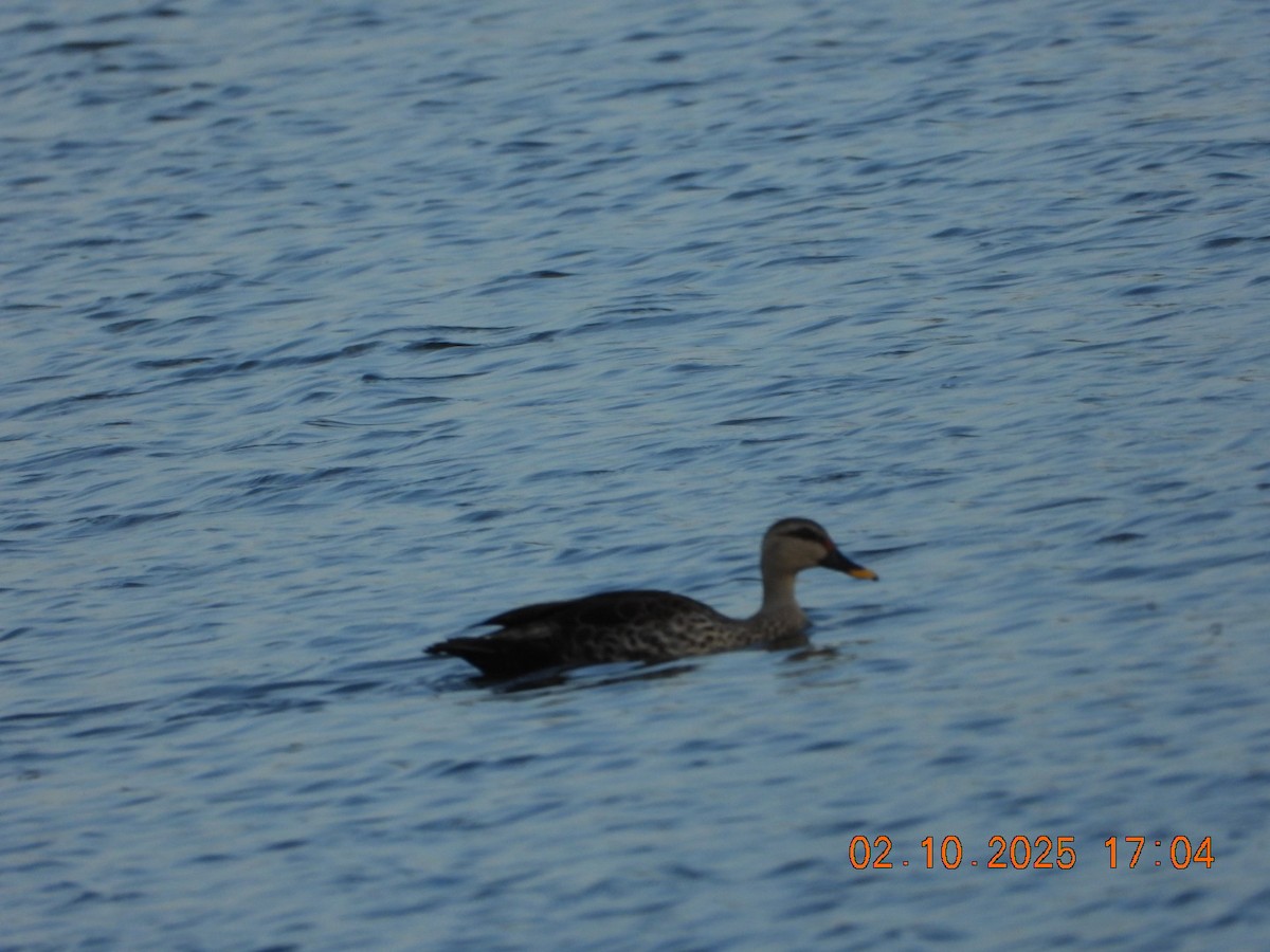 Indian Spot-billed Duck - ML642811649