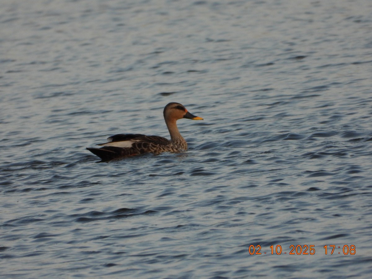 Indian Spot-billed Duck - ML642811650